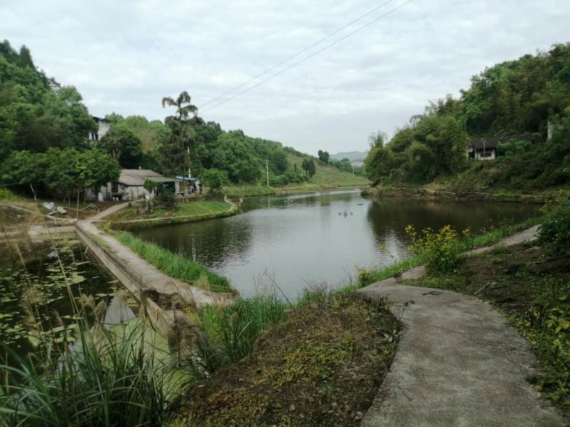 巴南区二圣镇60亩鱼塘出ZU，道路直达，设备齐全