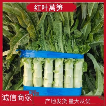 山东兰陵县红尖叶莴笋红叶莴笋尖叶莴笋大量上市货源充足
