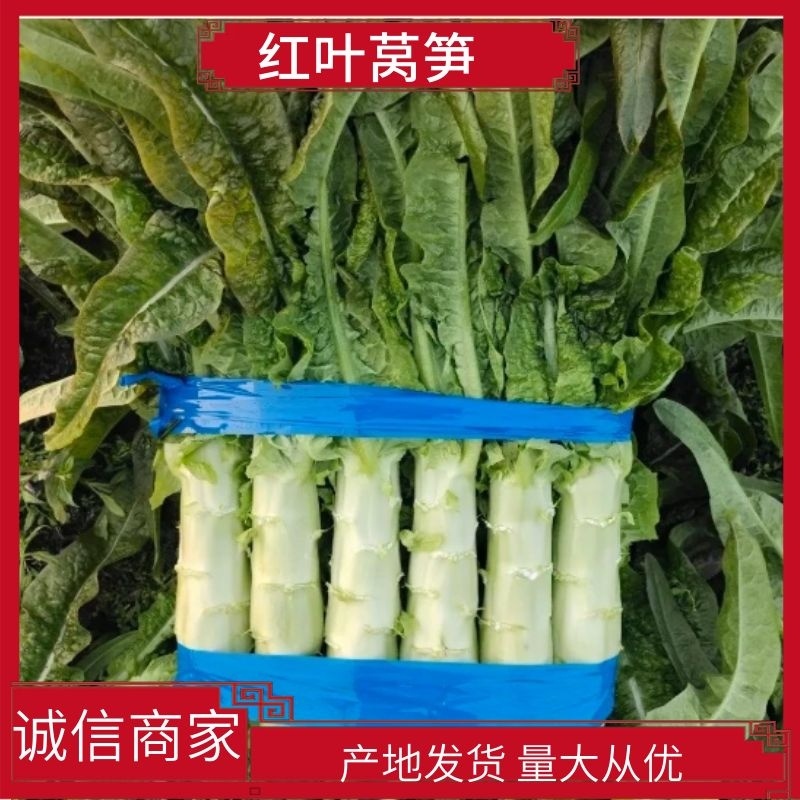 山东兰陵县红尖叶莴笋红叶莴笋尖叶莴笋大量上市货源充足