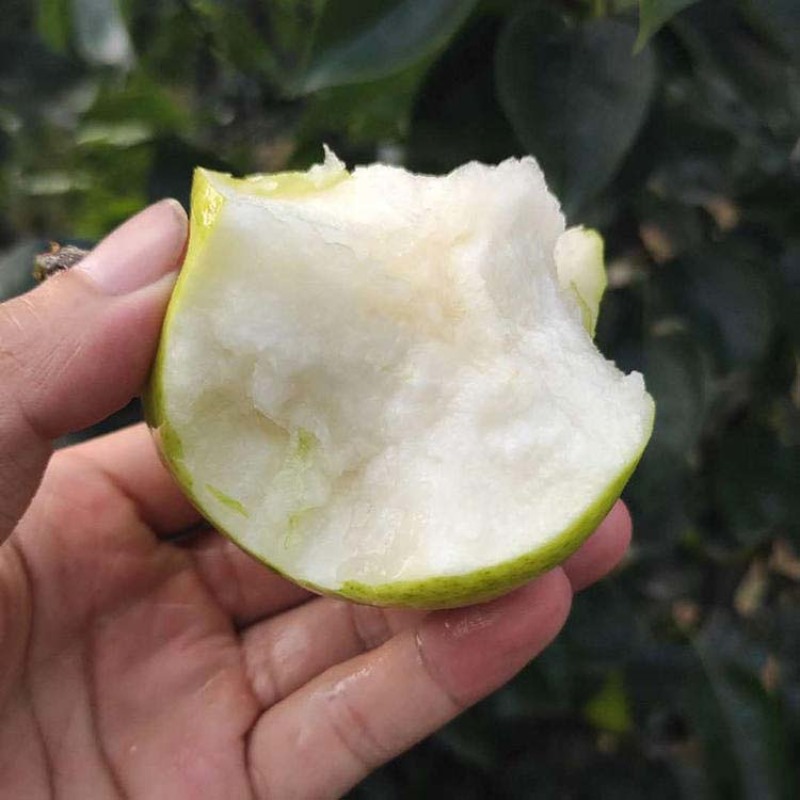 翠玉梨苗嫁接果苗丰产性好果脆味甜现挖现发
