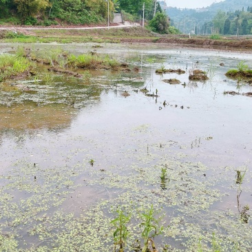 重庆市荣昌铜鼓镇70亩基本农田出ZU，有排水，地平