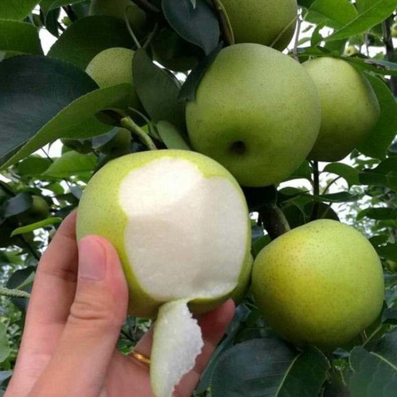 翠玉梨苗嫁接果苗丰产性好果脆味甜现挖现发