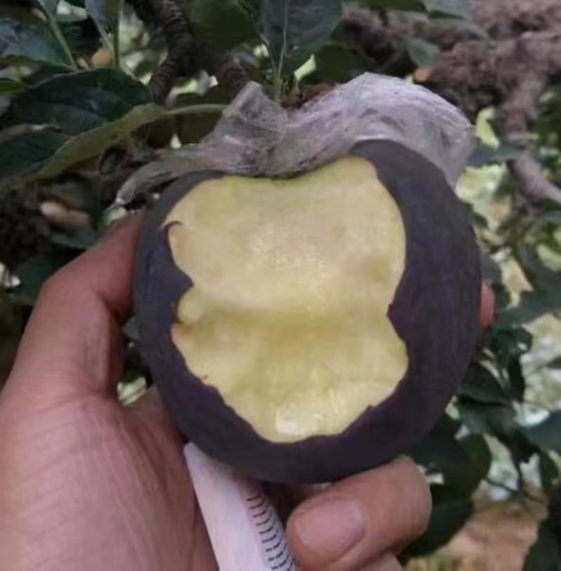 黑钻苹果苗嫁接黑钻苹果苗根系发达保湿发货