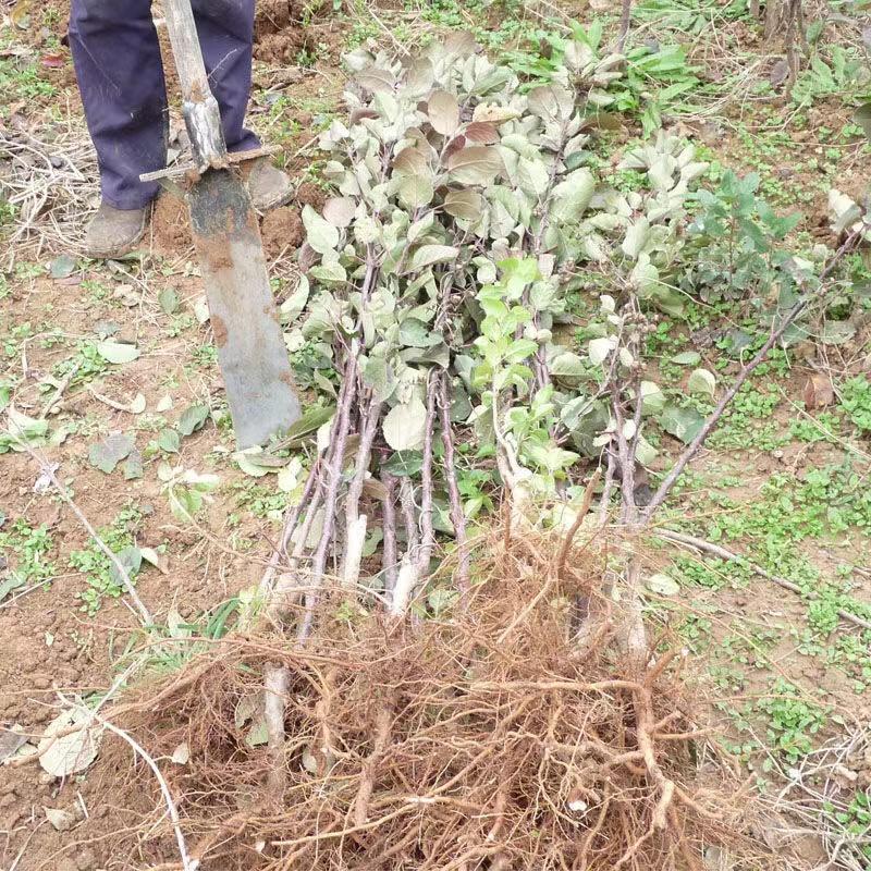 黑钻苹果苗嫁接黑钻苹果苗根系发达保湿发货