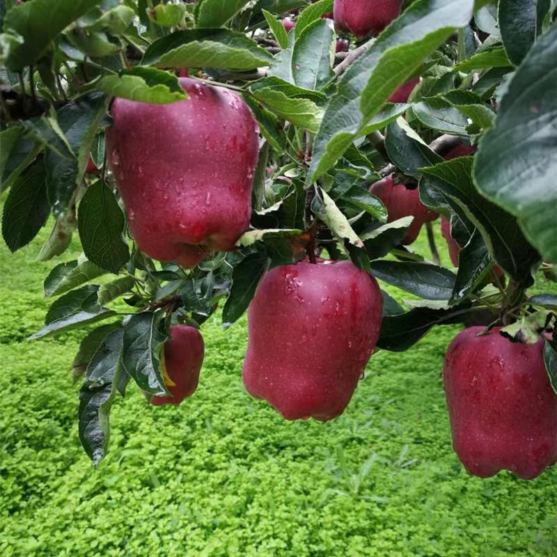 花牛苹果树苗包品种易管理根系发达保湿发货