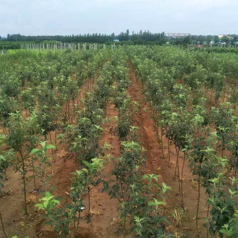 花牛苹果树苗包品种易管理根系发达保湿发货