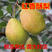 红香酥梨苗品种纯正，香甜可口，免费提供种植技术现挖现发