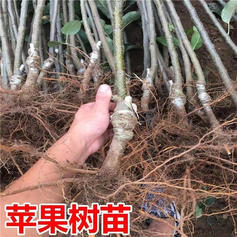 奶油富士树苗丰产性好好管理现挖现发当年结果