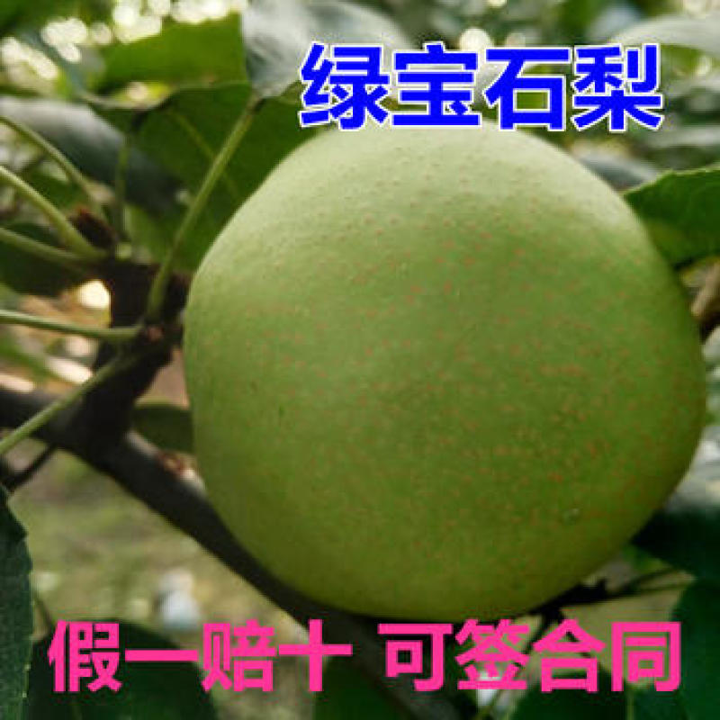 绿宝石梨苗绿宝石梨苗嫁接梨苗梨苗现挖现发