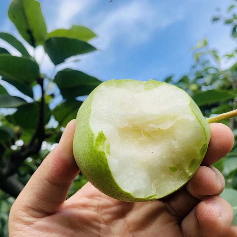 早酥梨苗嫁接果苗丰产性好果脆味甜现挖现发