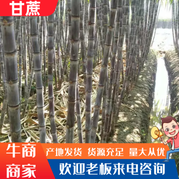 正宗黑皮甘蔗，脆甜可口汁多，节巴均匀，颜色漂亮，有卖相