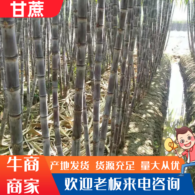 黑皮甘蔗，脆甜可口，量大从优，提供便宜回程车