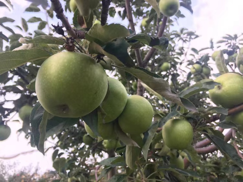 澳洲青苹果树苗产量高好管理保湿发货