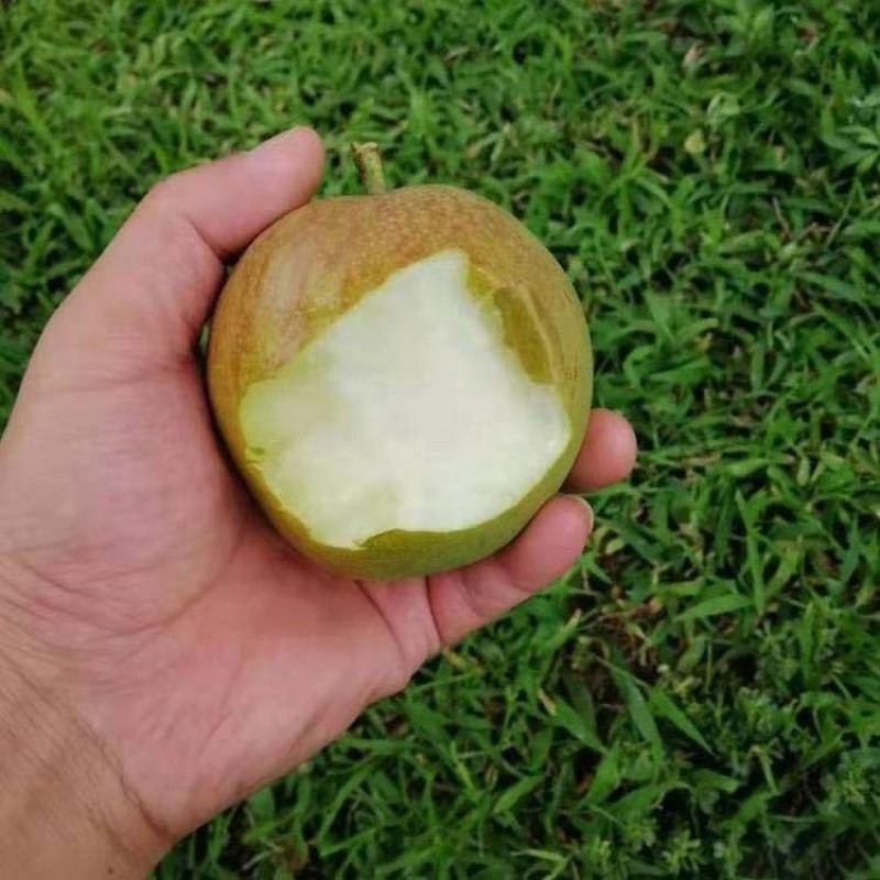 玉露香梨苗嫁接果苗丰产性好果脆味甜现挖现发