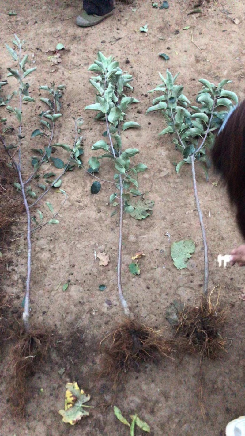 奶油白苹果树苗包品种包成活根系发达保湿发货