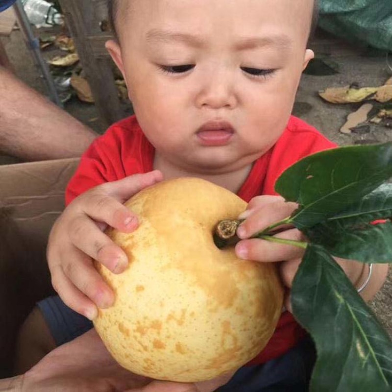水晶梨苗嫁接果苗丰产性好果脆味甜现挖现发