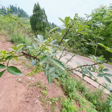 重庆市荣昌区高山村花椒地400亩出ZU……
