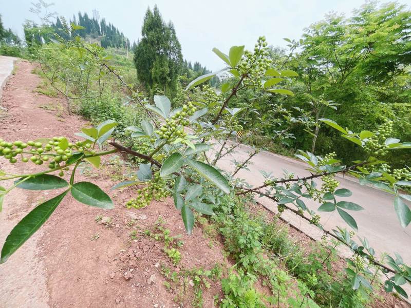 重庆市荣昌区高山村花椒地400亩出ZU……