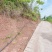 重庆市荣昌区高山村花椒地400亩出ZU……