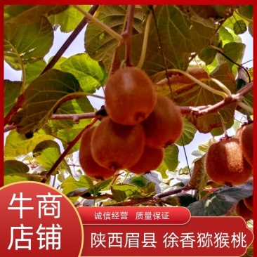 【一件代发】陕西眉县徐香猕猴桃，自家果园现摘现发美味直达