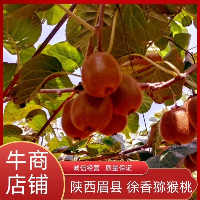 【一件代发】陕西眉县徐香猕猴桃，自家果园现摘现发美味直达