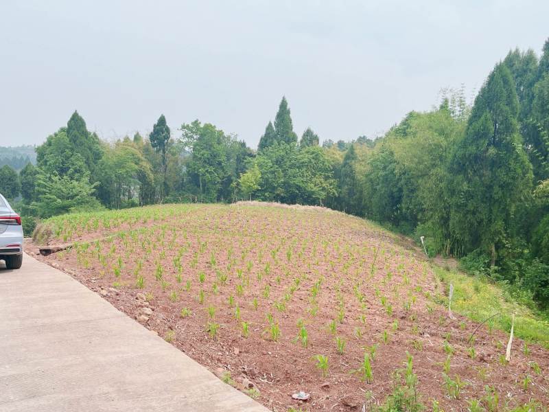 重庆市荣昌区高山村铜鼓镇300亩水果药材用地出ZU