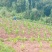 重庆市荣昌区高山村铜鼓镇300亩水果药材用地出ZU