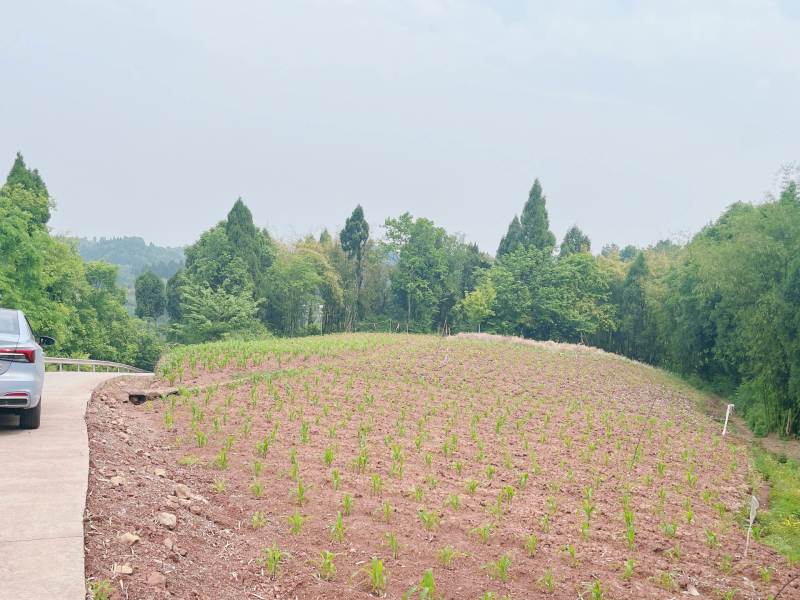重庆市荣昌区高山村铜鼓镇300亩水果药材用地出ZU