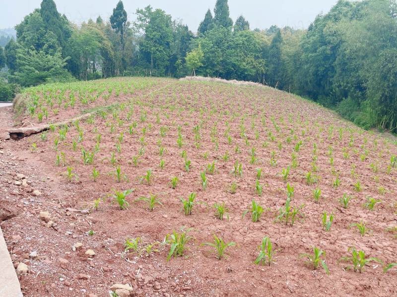 重庆市荣昌区高山村铜鼓镇300亩水果药材用地出ZU