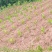 重庆市荣昌区高山村铜鼓镇300亩水果药材用地出ZU
