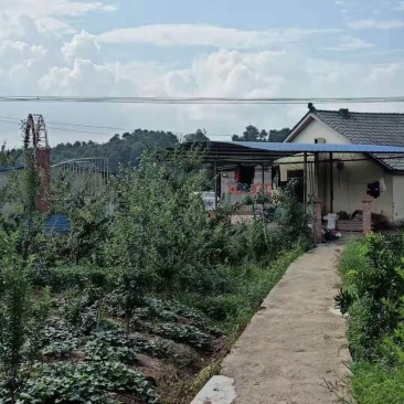 江津区140亩土地流转养猪场鱼塘都有转让130万