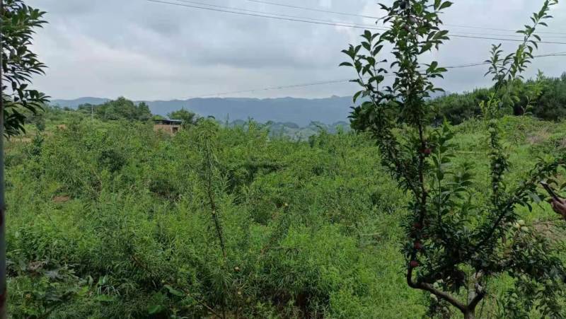 江津区140亩土地流转养猪场鱼塘都有转让130万