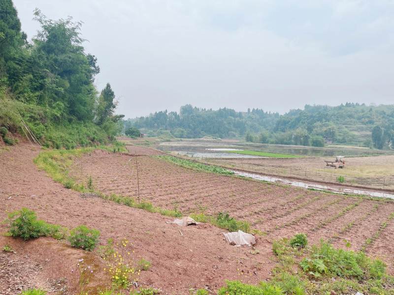 重庆市荣昌区铜鼓镇300亩蔬菜用地出ZU