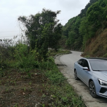 巴南区70亩种植用地，可种植任何水果和林下种植