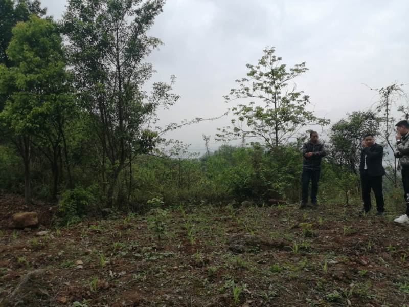 巴南区70亩种植用地，可种植任何水果和林下种植