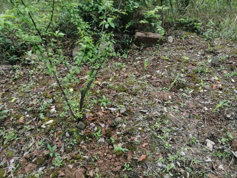 巴南区70亩种植用地，可种植任何水果和林下种植