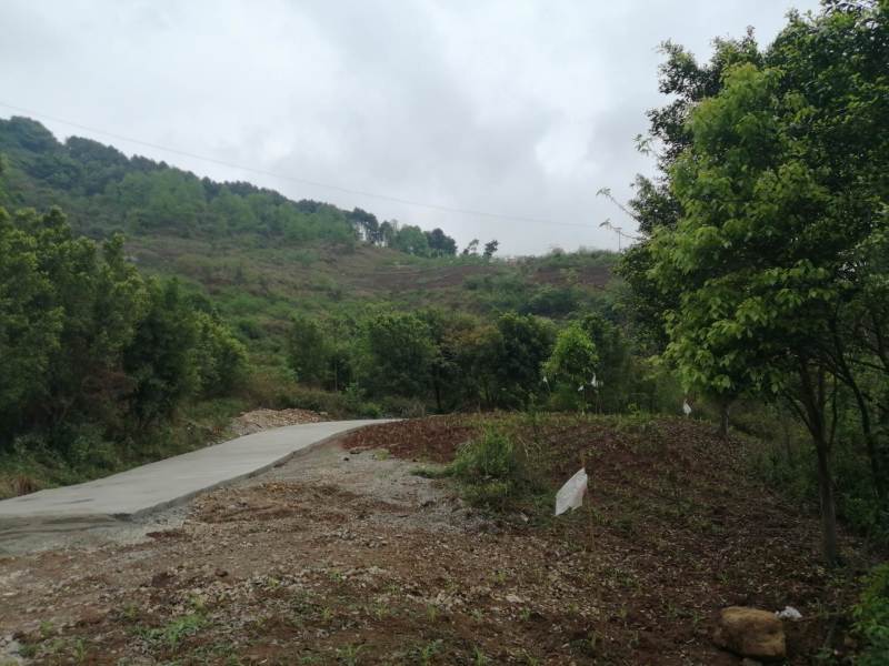 巴南区70亩种植用地，可种植任何水果和林下种植