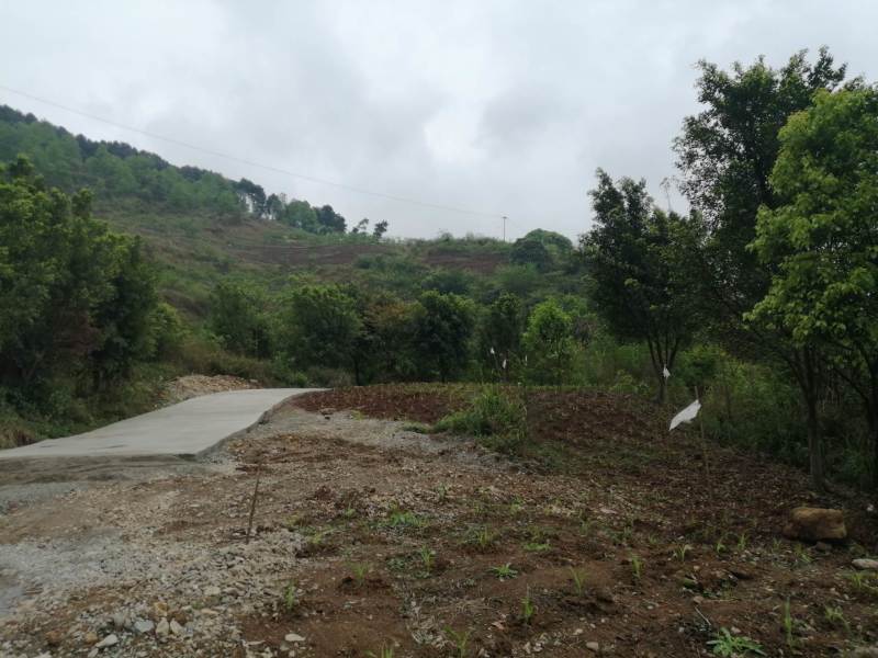 巴南区70亩种植用地，可种植任何水果和林下种植