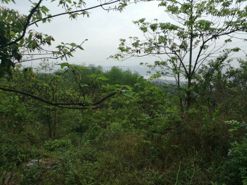 巴南区70亩种植用地，可种植任何水果和林下种植