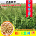 菵草种子耐寒水草冬季水稗草菵米优良饲料食用养鱼养虾棒棒草