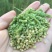 菵草种子耐寒水草冬季水稗草菵米优良饲料食用养鱼养虾棒棒草
