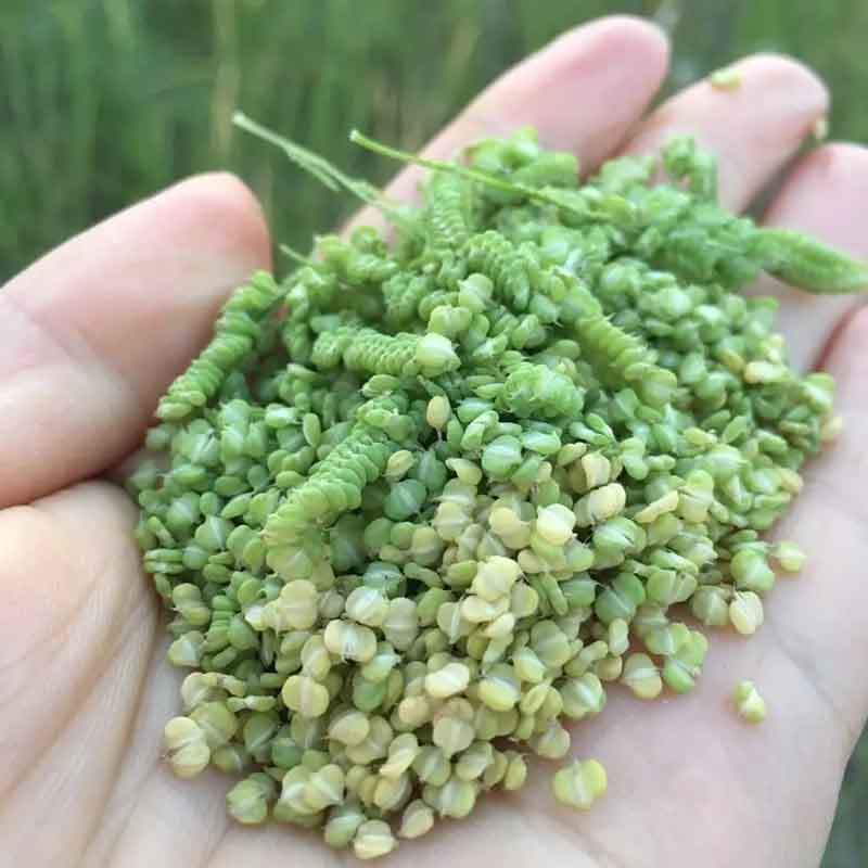 菵草种子耐寒水草冬季水稗草菵米优良饲料食用养鱼养虾棒棒草