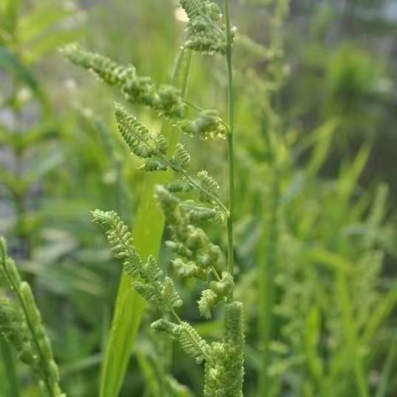 菵草种子耐寒水草冬季水稗草菵米优良饲料食用养鱼养虾棒棒草