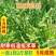 菵草种子耐寒水草冬季水稗草菵米优良饲料食用养鱼养虾棒棒草