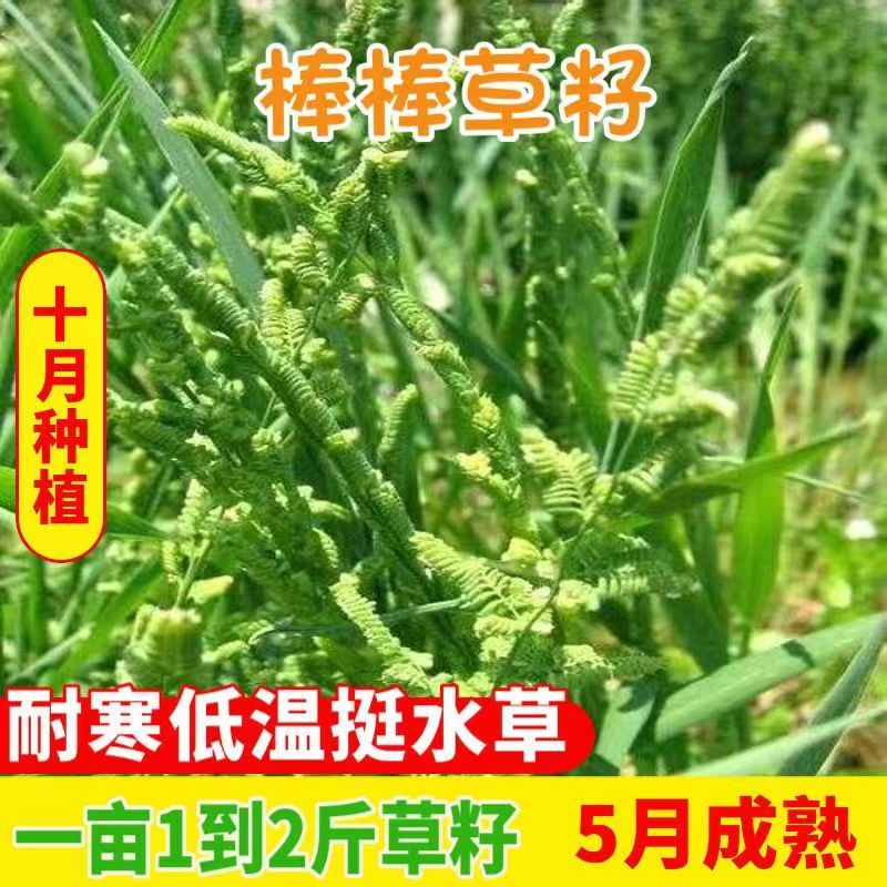 菵草种子耐寒水草冬季水稗草菵米优良饲料食用养鱼养虾棒棒草