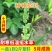 菵草种子耐寒水草冬季水稗草菵米优良饲料食用养鱼养虾棒棒草