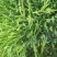 菵草种子耐寒水草冬季水稗草菵米优良饲料食用养鱼养虾棒棒草