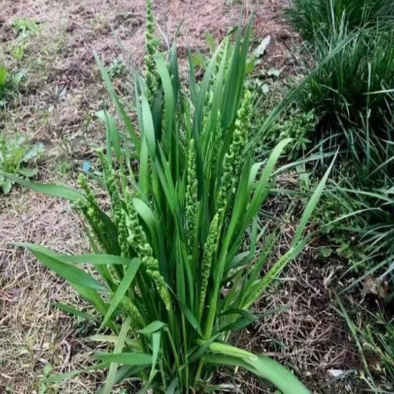 菵草种子耐寒水草冬季水稗草菵米优良饲料食用养鱼养虾棒棒草