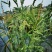 菵草种子耐寒水草冬季水稗草菵米优良饲料食用养鱼养虾棒棒草