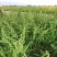 菵草种子耐寒水草冬季水稗草菵米优良饲料食用养鱼养虾棒棒草